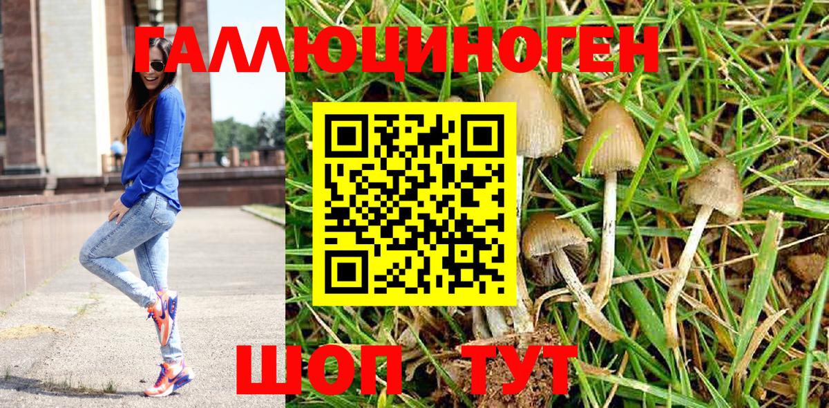 Хасавюрт  Псилоцибиновые грибы GOLDEN TEACHER  Вход с VPN  Псилоцибиновые грибы Psilocybe 